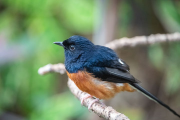blue bird on branch side view side look