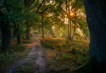 Sunrise in the Woods