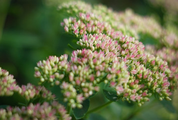 flower in the garden