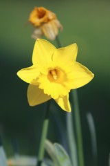 Jonquille narcisse