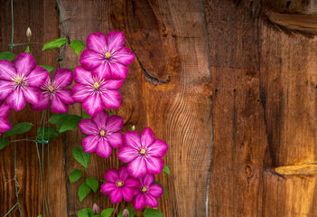 Bright buds of clematis (Ville de Lyon) close up on wooden wall background.