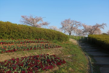 Naklejka premium 馬見丘陵公園の春