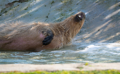 Capybara playing in water