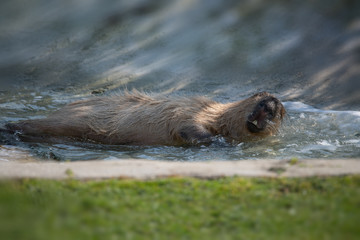 Capybara playing in water blurred background