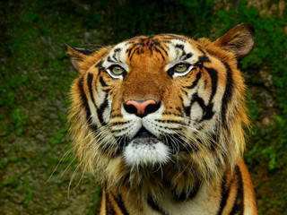 face of royal tiger in the zoo