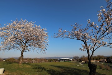 馬見丘陵公園の春