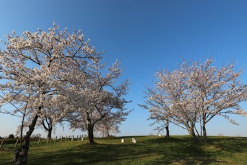馬見丘陵公園の春