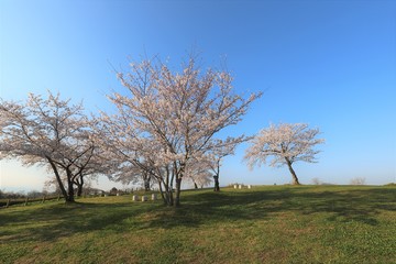 馬見丘陵公園の春
