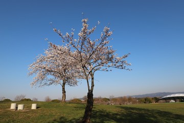 馬見丘陵公園の春