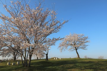 馬見丘陵公園の春