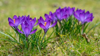 Flowers in the Garden