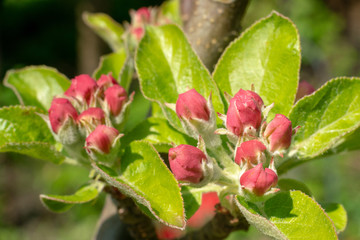 Obraz na płótnie Canvas apple blossoms in the garden