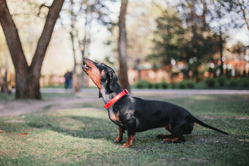 Dachshund dog on the grass