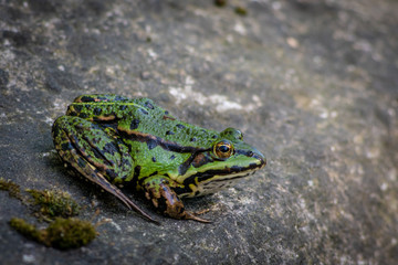 frog on rock