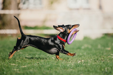Dachshund dog on the grass