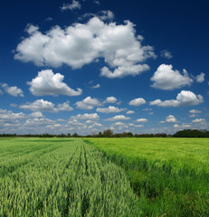 green wheat field