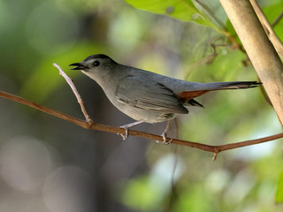 Gray Catbird, Dumetella carolinensis, sitting on a branch, Belize