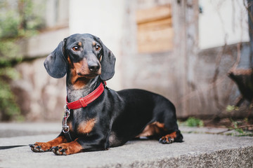 Dachshund dog 