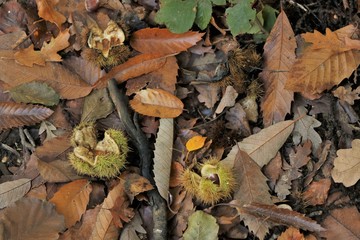 Forest floor