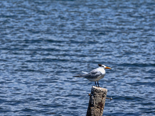 Caspian tern, Hydroprogne caspia, lurking for fish, Caribbean sea, Belize