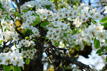 A pear tree blossoming in spring