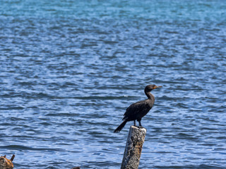 Double-crested cormorant, Phalacrocorax auritus, Lurking fish, Caribbean, Belize