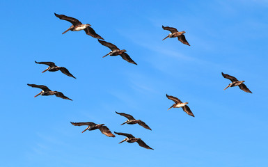 Flock of pelicans in geometric order on a background of bright blue sky.