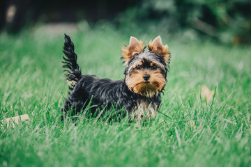 Yorkshire terrier dog on the grass
