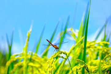 稲穂とトンボ © hamatti