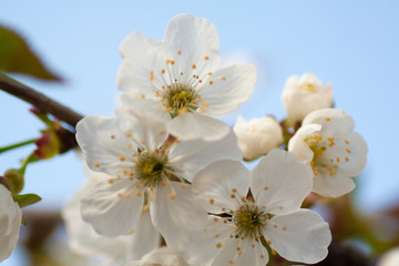 Obraz premium Branches of blossoming apricot macro