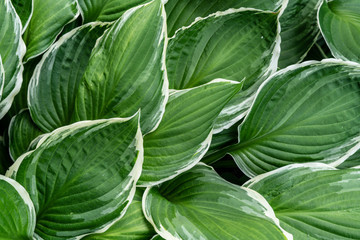 green leaves background