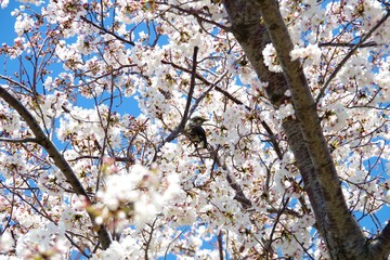 桜と鳥