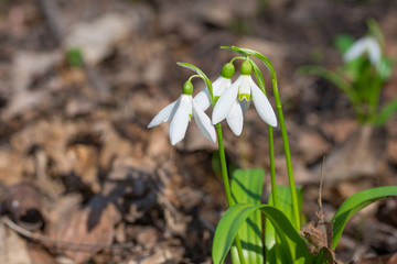 White spring flowers snowdrops in the forest