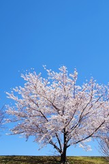 桜と青空