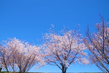 桜と青空