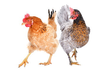 Two hens standing  isolated on white background
