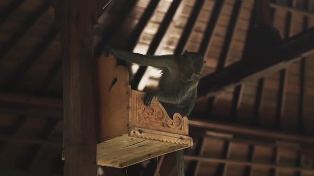 Cheeky monkey eating treats out of a ceremony basket perched on a structure in Bali
