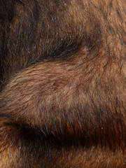 bear fur wet texture