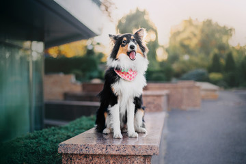 Shetland sheepdog puppy at the sunset on the autumn background