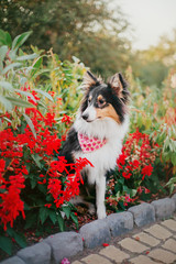 Shetland sheepdog puppy at the sunset on the autumn background