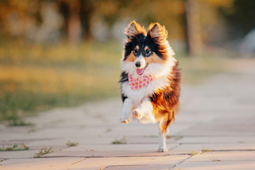 Shetland sheepdog puppy at the sunset on the autumn background