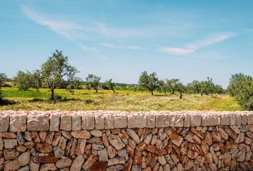 Fototapeta na wymiar gelb blühende Frühlingswiese mit Naturstein Mauer auf Mallorca Spanien