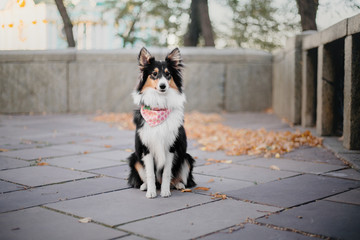 Shetland sheepdog puppy at the sunset on the autumn background