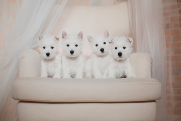 West Highland White Terrier puppies 