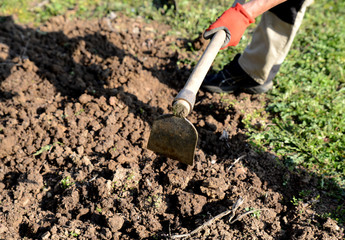 A man preparing the soil for planting vegetables in spring