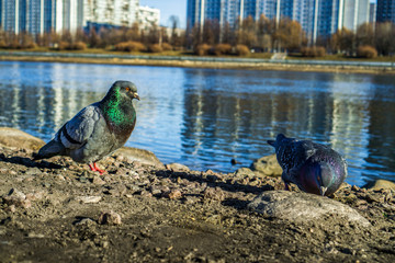 Dove on the Bank of the river