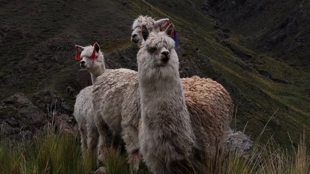 Llamas in Peru Runing in Nature