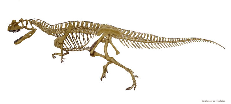 ジュラ紀の獣脚類、肉食恐竜のケラトサウルスの骨格のみのイラスト。骨格に肉付けしたものとセットで発表しているが、これは骨格を原画サイズのまま詳細に修正を加えた。