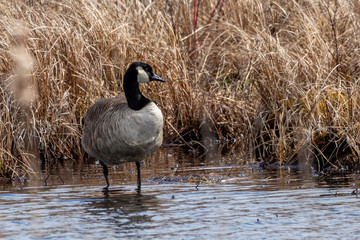 Goose Through Grass