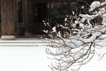 枯れ枝に積もる雪と冬景色です